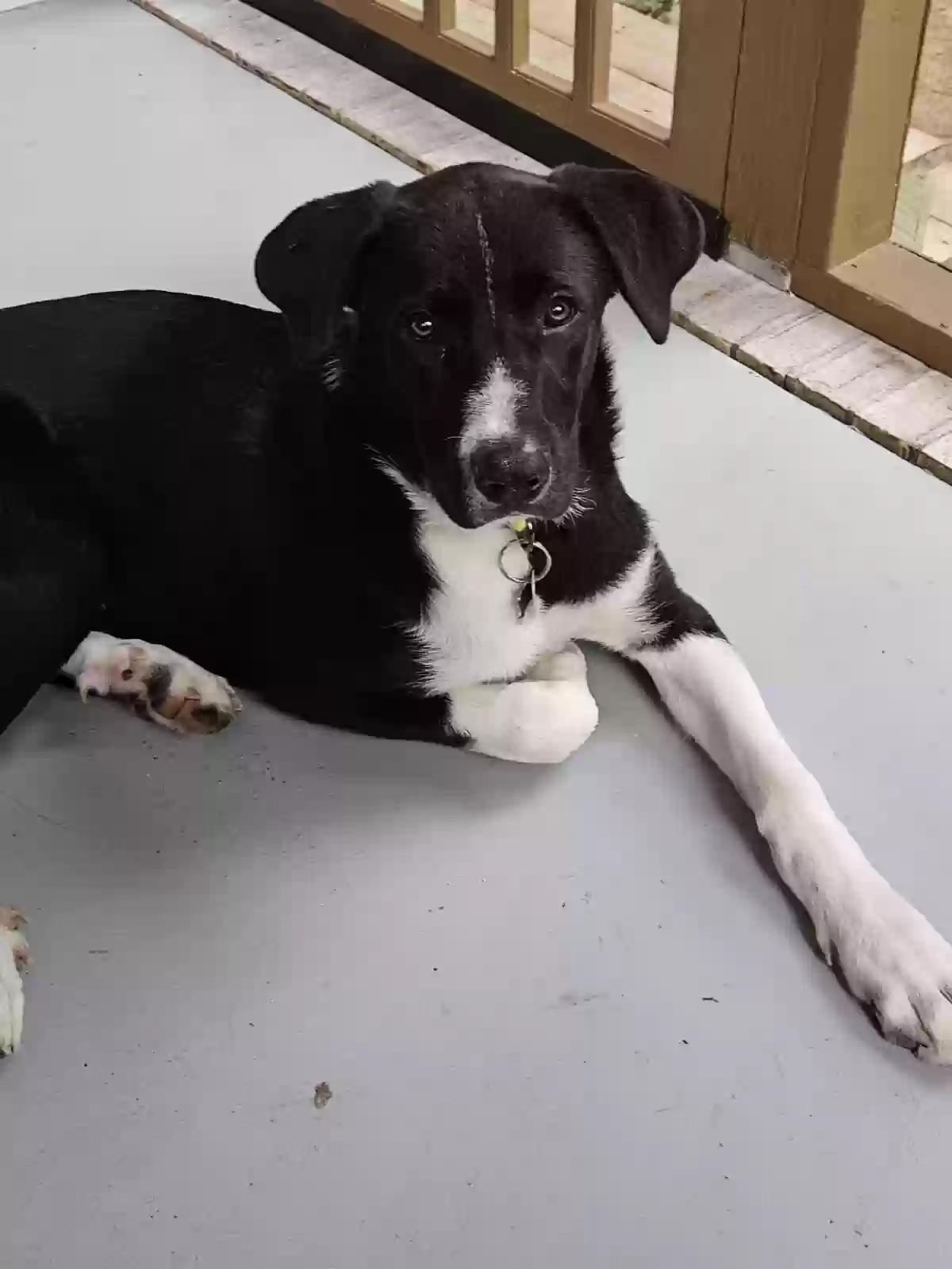 adoptable Dog in Guntersville,AL named Jack